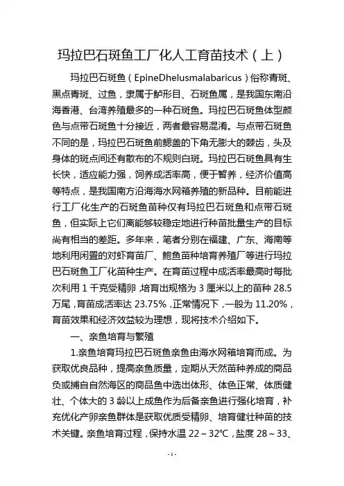 玛拉巴石斑鱼工厂化人工育苗技术(上)