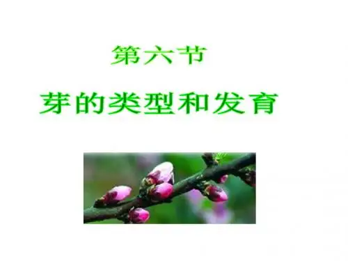 芽的类型和发育