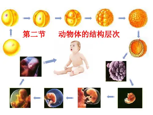 人教版七年级上册生物.2动物体的结构层次 课件 