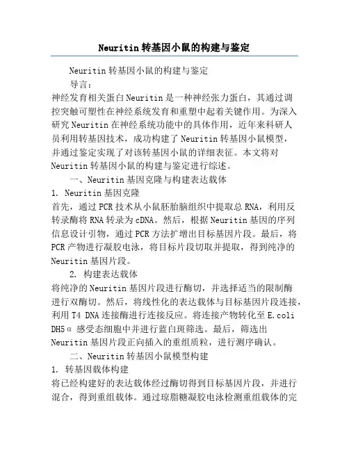 Neuritin转基因小鼠的构建与鉴定