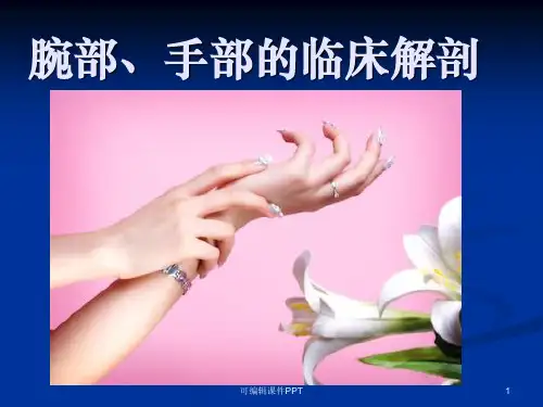 腕部手部解剖ppt课件