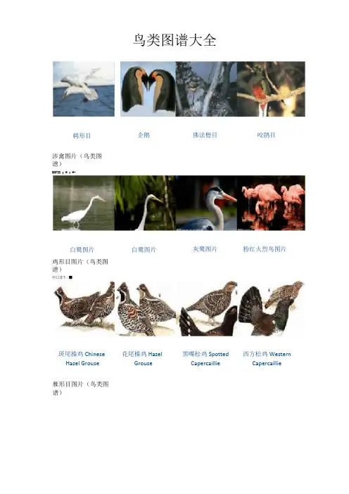 鸟类图谱大全