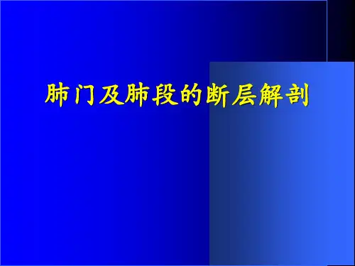 肺门及肺段的断层解剖