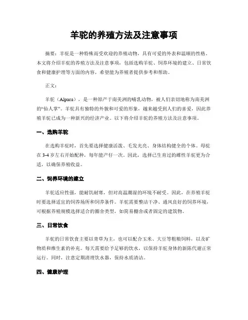 羊驼的养殖方法及注意事项