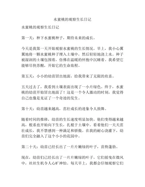 水蜜桃的观察生长日记