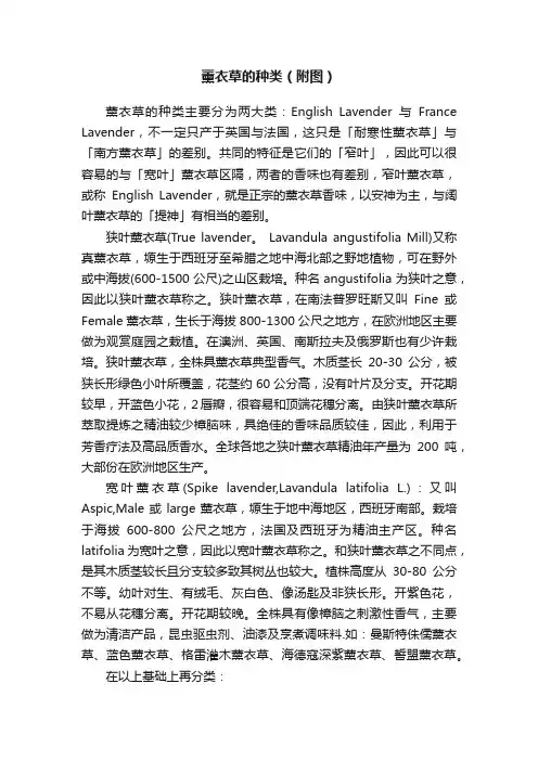 薰衣草的种类（附图）