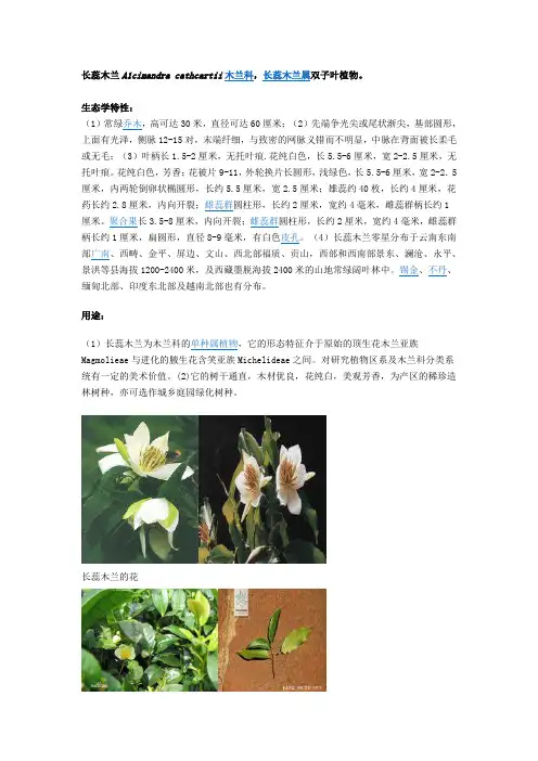 木兰科桑科