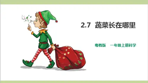 (新教材)粤教粤科版一年级上册科学 2.7 蔬菜长在哪里 教学课件PPT