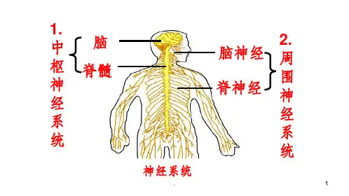 神经调节的结构基础