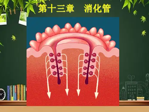 消化管-PPT课件