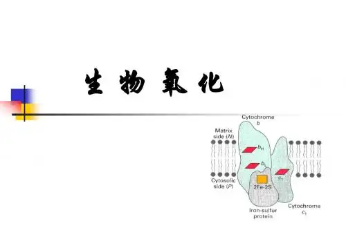 生物氧化课件
