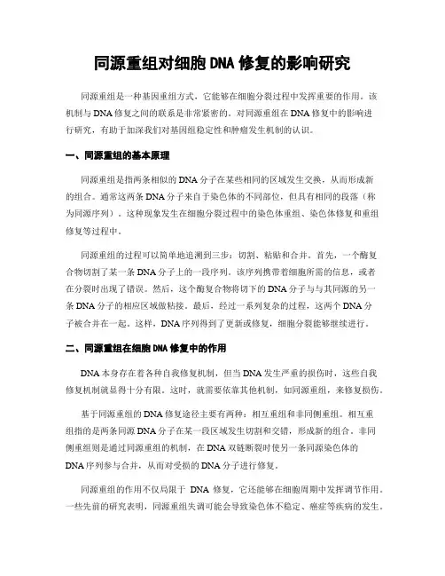 同源重组对细胞DNA修复的影响研究