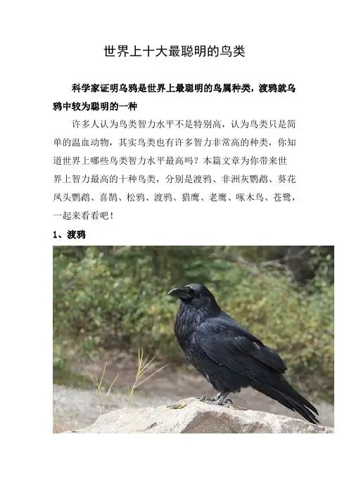 世界上最聪明的鸟是谁