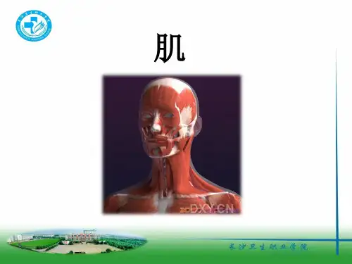 颌面部肌肉