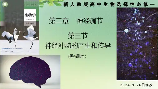 新人教版高中生物选择性必修一  第2章 第3节  神经冲动的产生 新课课件(共4课时)