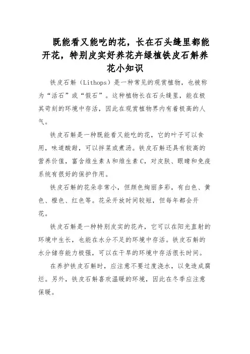 既能看又能吃的花,长在石头缝里都能开花,特别皮实好养花卉绿植铁皮石斛养花小知识