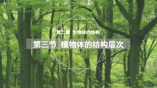 人教版七上2.2.3植物体的结构层次课件-(共39张PPT)