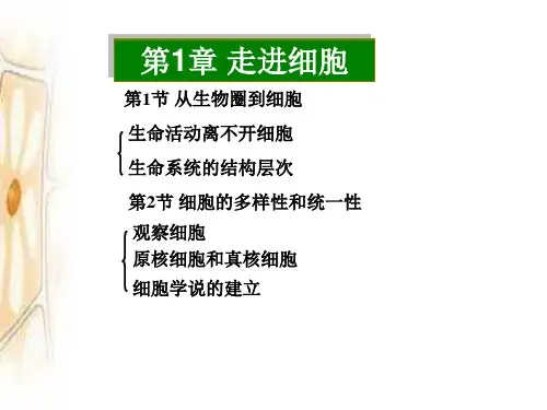 人教版生物必修一第一章《走近细胞》课件(共31张PPT)