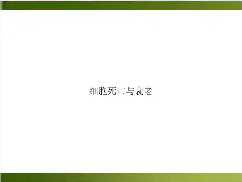 细胞死亡与衰老PPT实用版