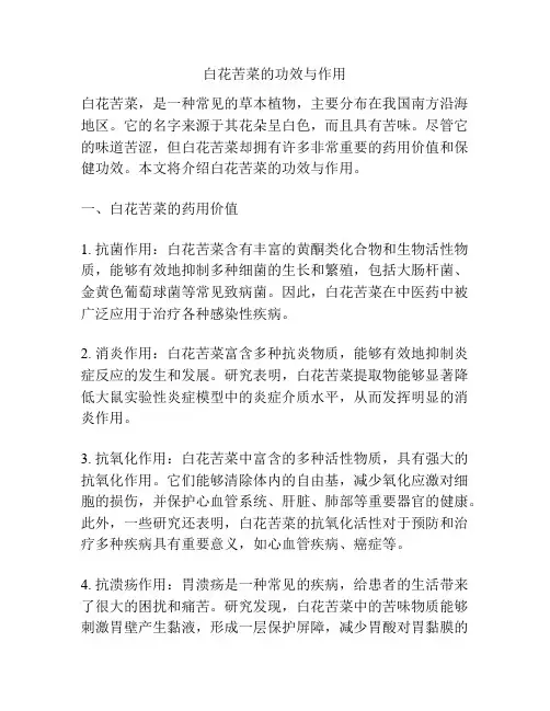 白花苦菜的功效与作用
