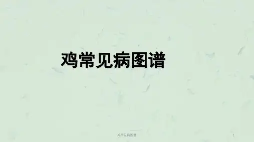 鸡常见病图谱课件