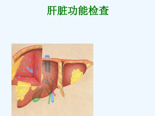 诊断学肝脏功能检查