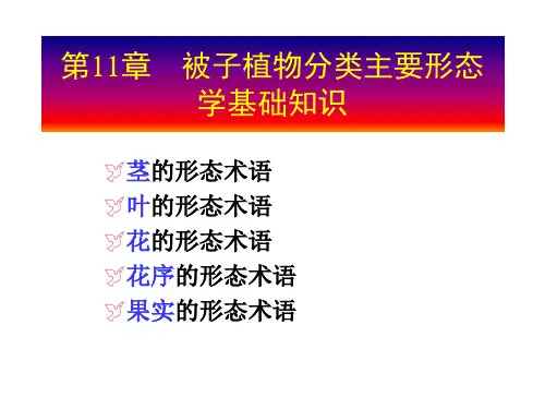 11(4学时)被子植物分类主要形态学基础知识