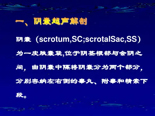 阴囊疾病的超声诊断