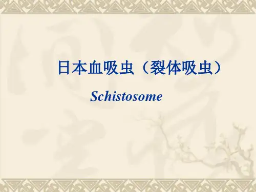日本血吸虫