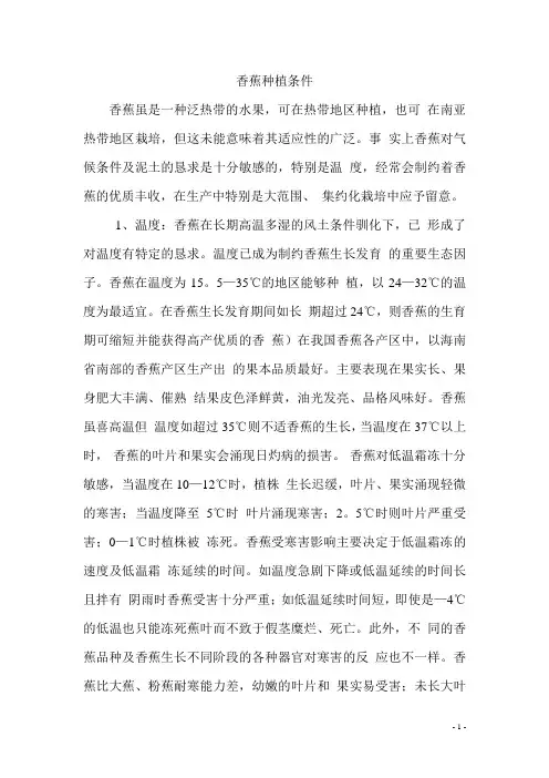 香蕉种植