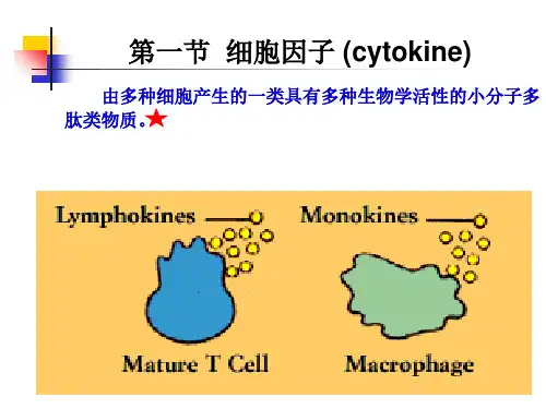 细胞因子CD分子粘附分子课件
