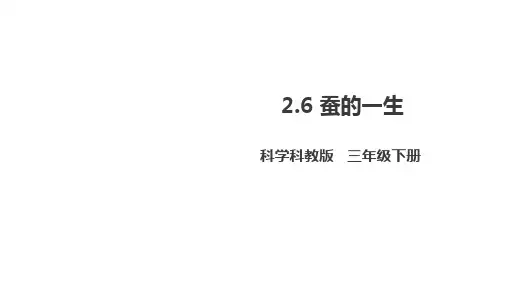 教科版三年级下册科学 蚕的一生(课件)