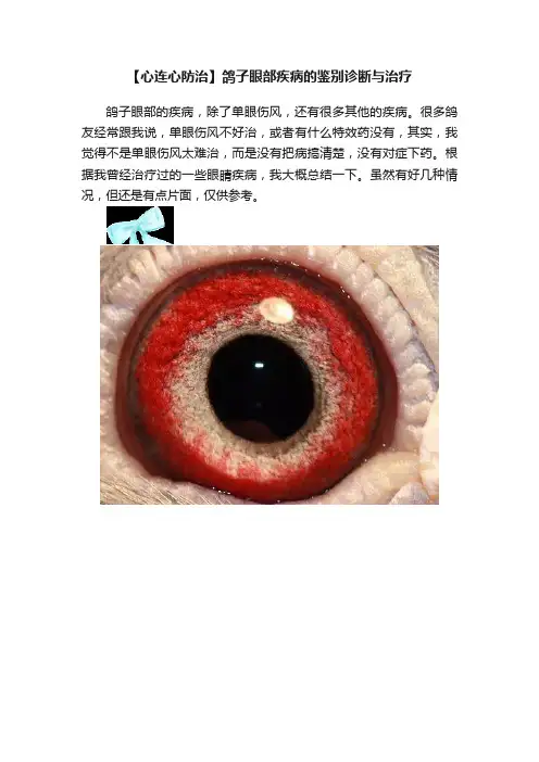 【心连心防治】鸽子眼部疾病的鉴别诊断与治疗