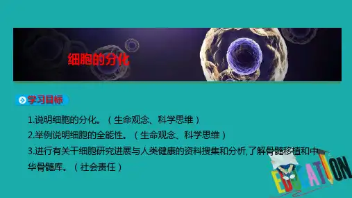 2019-2020学年高中生物新教材人教版必修一课件：第6章 第2节 细胞的分化 