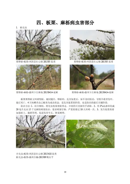 滁州市林业有害生物图册_二(暂编)