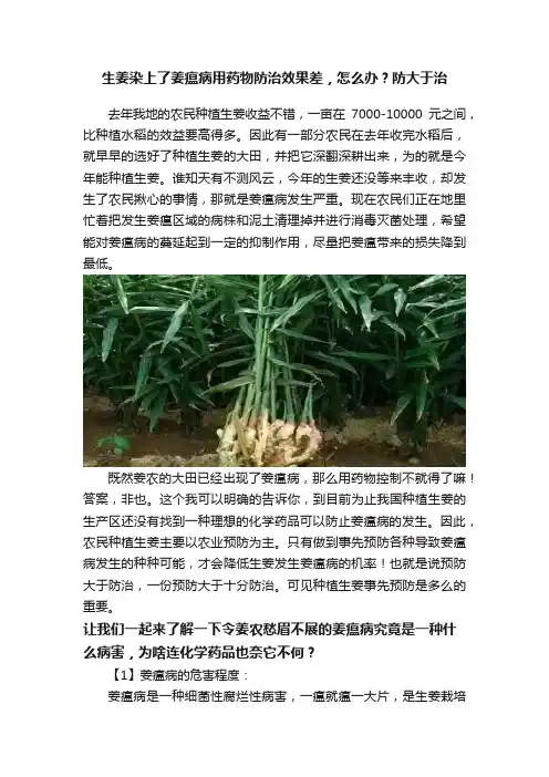 生姜染上了姜瘟病用药物防治效果差，怎么办？防大于治