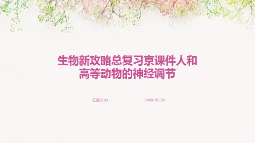 生物新攻略总复习京课件人和高等动物的神经调节