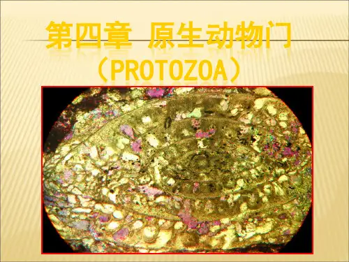 【课件】第四章原生动物门Protozoa精编版