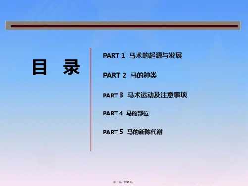 马术教学课件