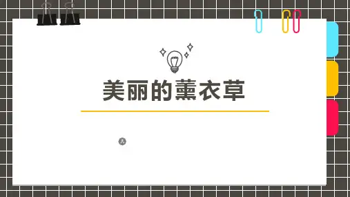 少儿美术创意PPT课件《美丽的薰衣草》