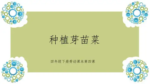 四年级下册劳动《种植芽苗菜》
