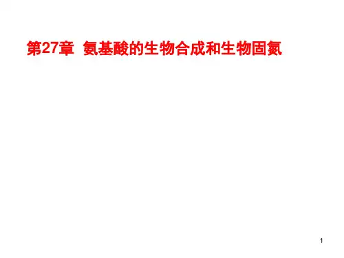 高中生物竞赛氨基酸的生物合成和生物固氮  课件