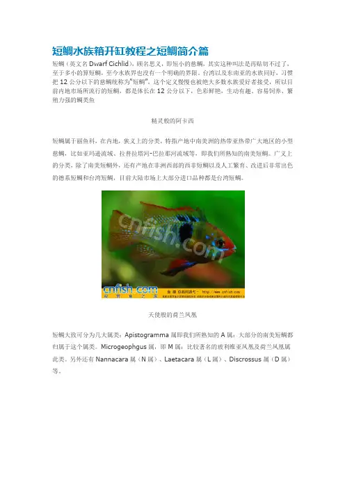 短鲷水族箱开缸教程之短鲷简介篇