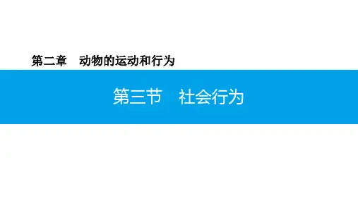 5.2.3社会行为秋人教版八年级上册生物课件(共32张PPT)