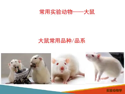 实验动物饲养管理—大鼠的饲养管理