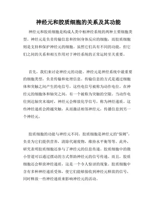 神经元和胶质细胞的关系及其功能