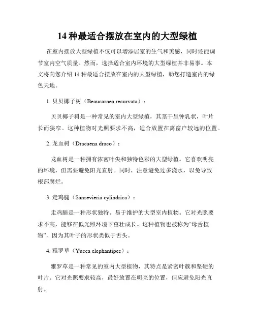 14种最适合摆放在室内的大型绿植
