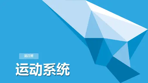 《正常人体学》第四章 运动系统