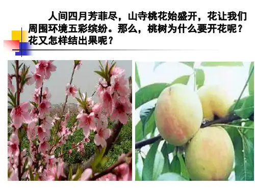《开花和结果》课件