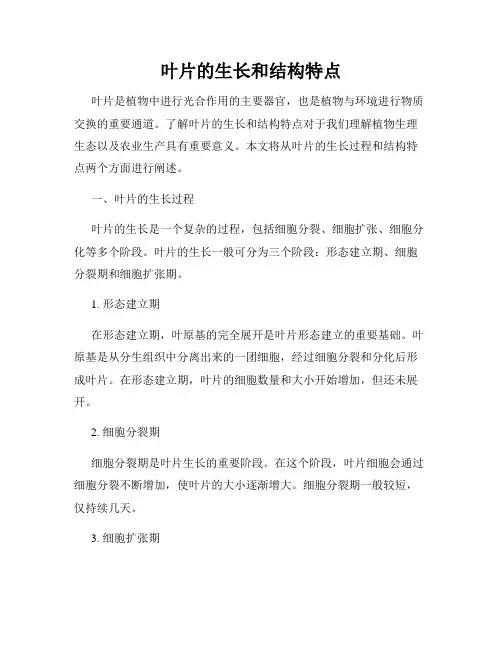 叶片的生长和结构特点
